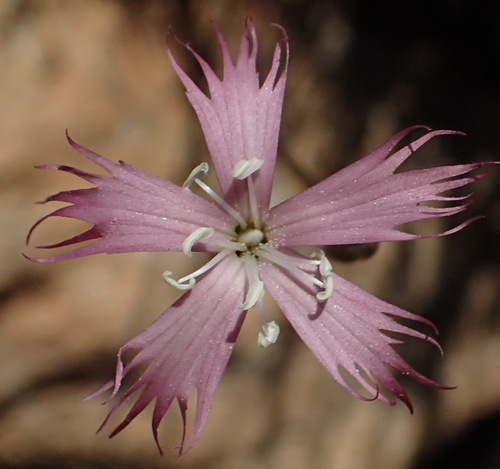 Cape Pink (Dianthus bolusii)