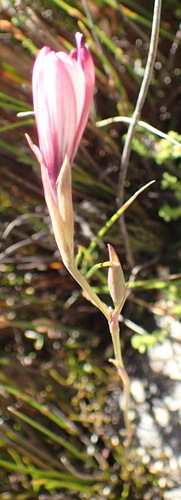 Image of Geissorhiza fourcadei by (c) Nicola van Berkel, some rights reserved (CC BY-SA)
