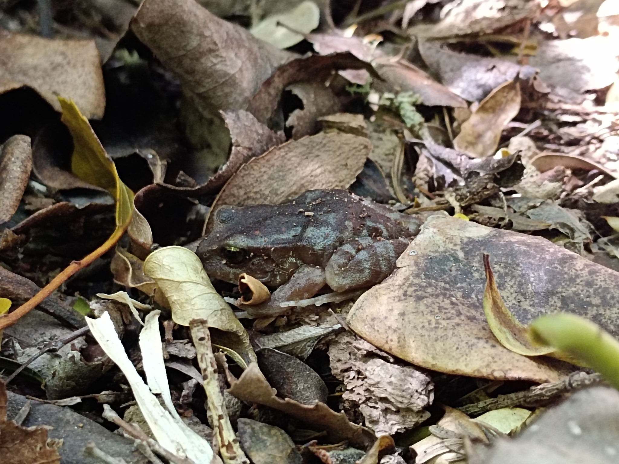 Eupsophus altor Nuñez, Rabanal & Formas, 2012