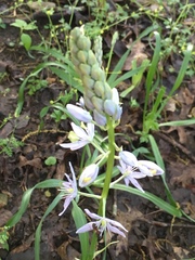 Camassia scilloides