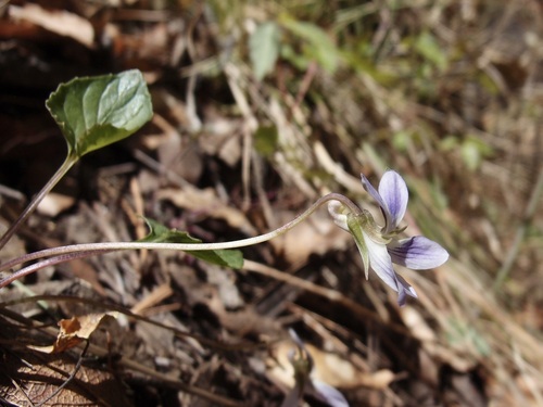 Image of Viola umbraticola by (c) Sue Carnahan, some rights reserved (CC BY)