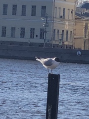 Chroicocephalus ridibundus