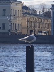 Chroicocephalus ridibundus