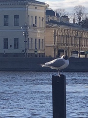 Chroicocephalus ridibundus