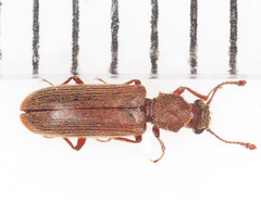 Lyctus