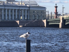 Chroicocephalus ridibundus