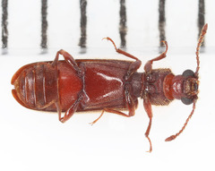 Lyctus