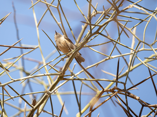 Sennar Penduline Tit (Anthoscopus punctifrons), photo 4