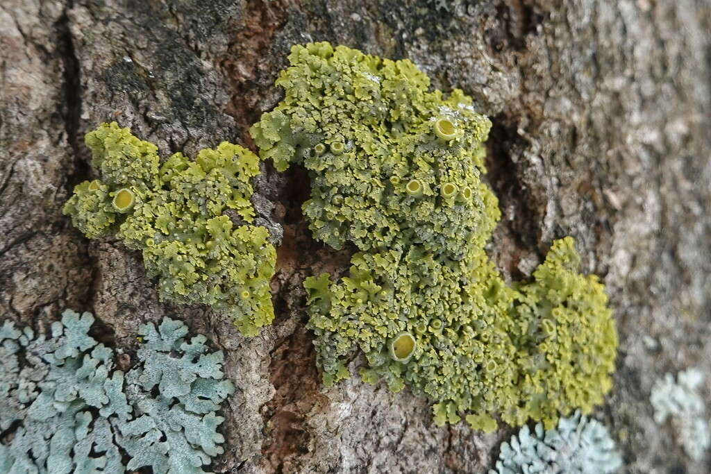 Fringed Candleflame Lichen