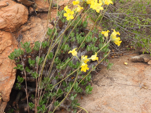 Image of Pachypodium horombense by (c) amantedarmanin, some rights reserved (CC BY)