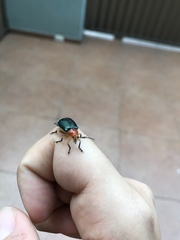 Cacoscelis marginata