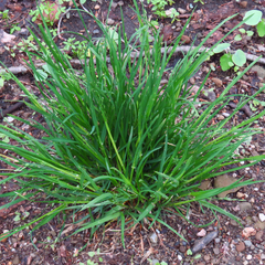 Poa alsodes