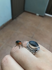 Cacoscelis marginata