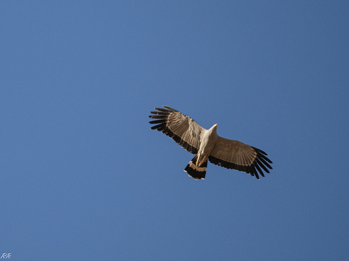 African Harrier-Hawk