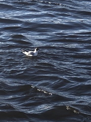 Chroicocephalus ridibundus