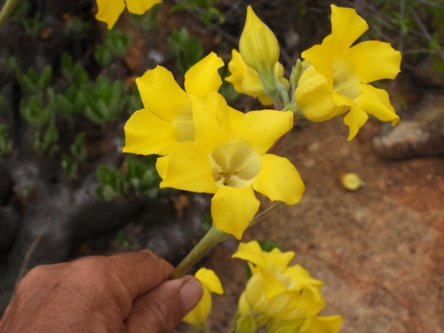 Image of Pachypodium horombense by (c) amantedarmanin, some rights reserved (CC BY)