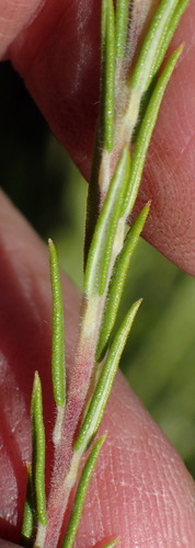 Image of Phylica wittebergensis by (c) Nicola van Berkel, some rights reserved (CC BY-SA)