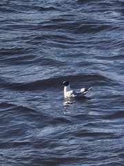 Chroicocephalus ridibundus