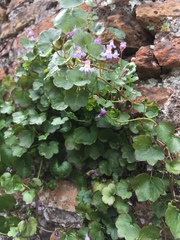 Cymbalaria muralis