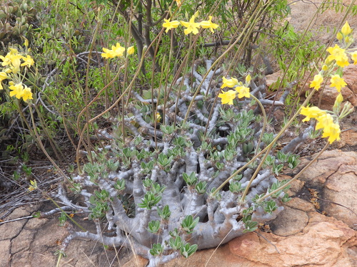 Image of Pachypodium horombense by (c) amantedarmanin, some rights reserved (CC BY)