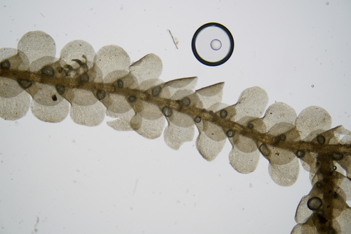 Cheilolejeunea filiformis