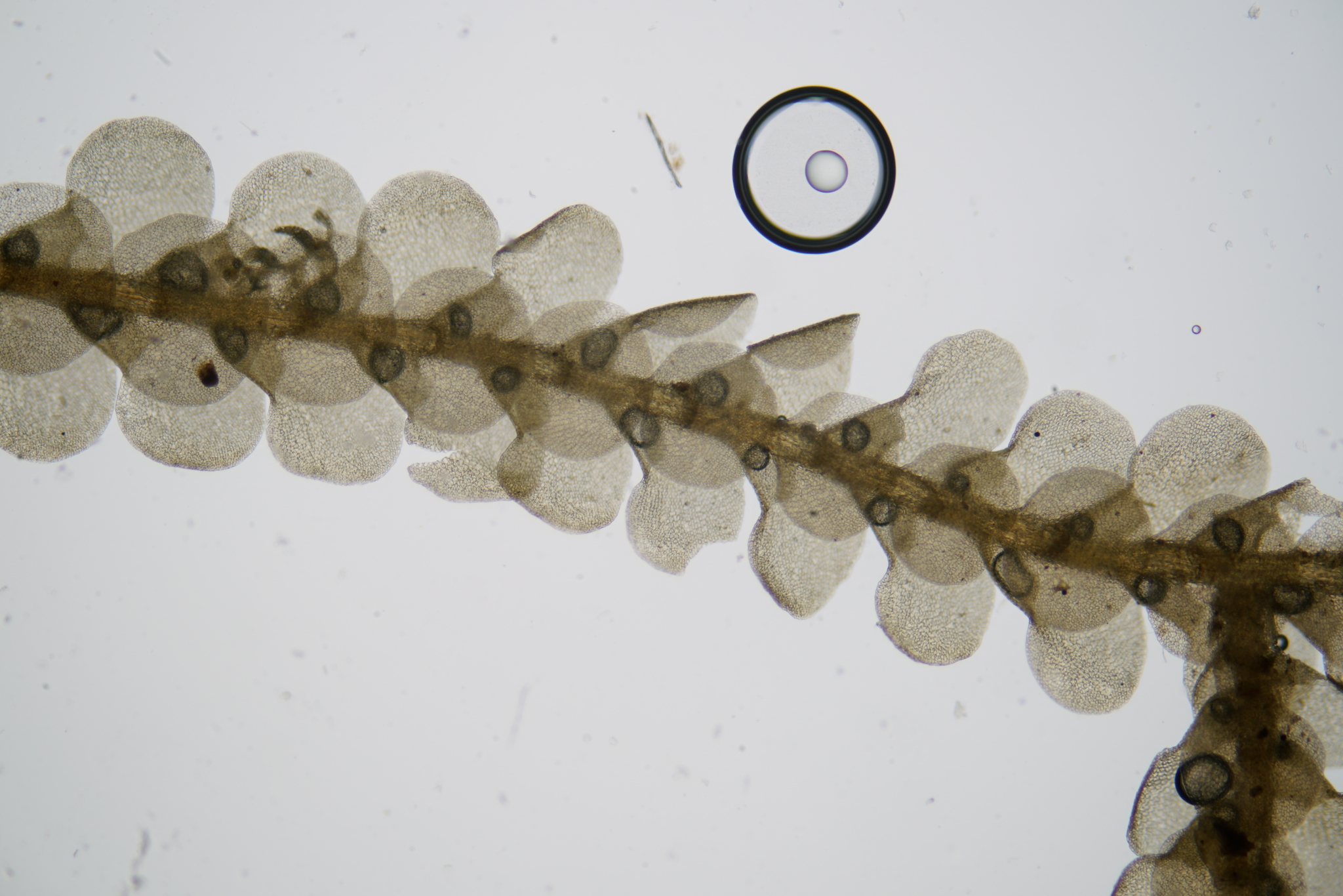Cheilolejeunea filiformis