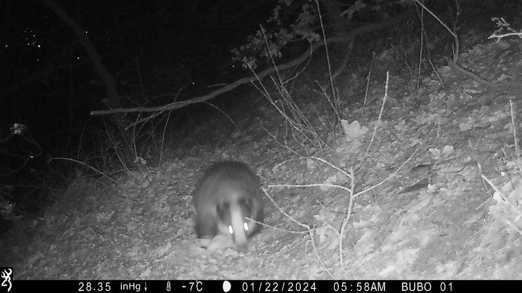 European Badger In January 2024 By Andrea Battisti INaturalist   Large 