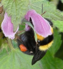 Bombus argillaceus