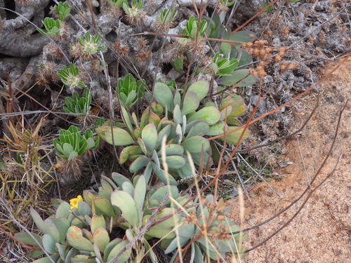 Senecio decaryi, photograph 4