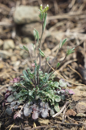 Lyreleaf Rockcress