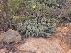 Senecio decaryi, photograph (c) amantedarmanin, some rights reserved (CC BY)