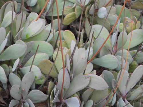 Senecio decaryi, photograph 5