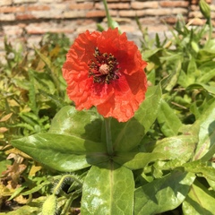 Papaver rhoeas