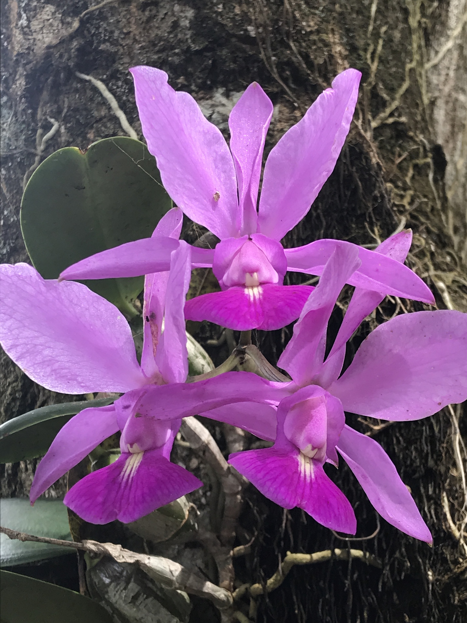 Imagem de Orquídea