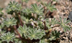 Lupinus brevicaulis