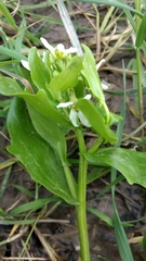 Cochlearia anglica