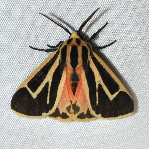 Harnessed Tiger Moth photo 3