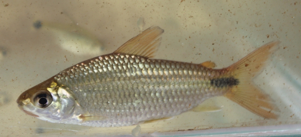 Cyphocharax modestus