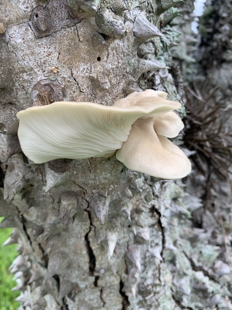 Pleurotus djamor · January 2024 · photo: © gabrieljovencio (iNaturalist, cc-by)