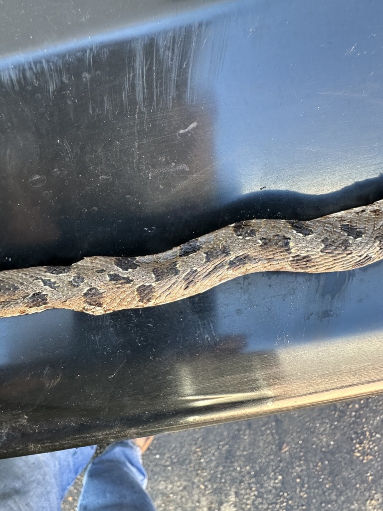 Eastern Hognose Snake from Lawndale / Wayside, Houston, TX, USA on