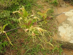 Strophanthus divaricatus