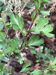 Crataegus monogyna