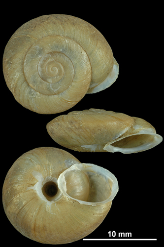 Hélicon de Vésubie