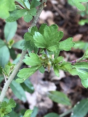 Crataegus monogyna