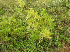 Strophanthus divaricatus
