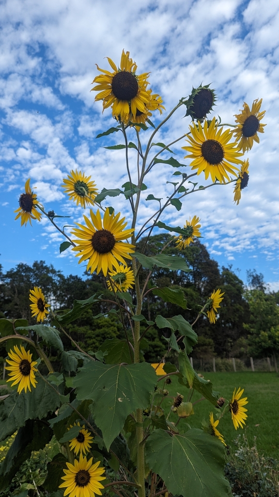 Common Sunflower from Alexandria NSW 2015, Australia on January 26, 2024 at 0800 AM by albonez