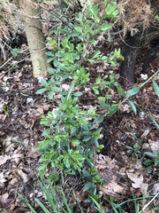 Crataegus monogyna