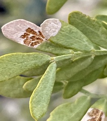 Olneya tesota