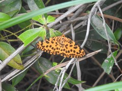 Epobeidia tigrata tigrata