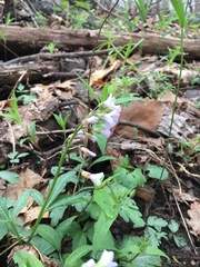 Cardamine concatenata